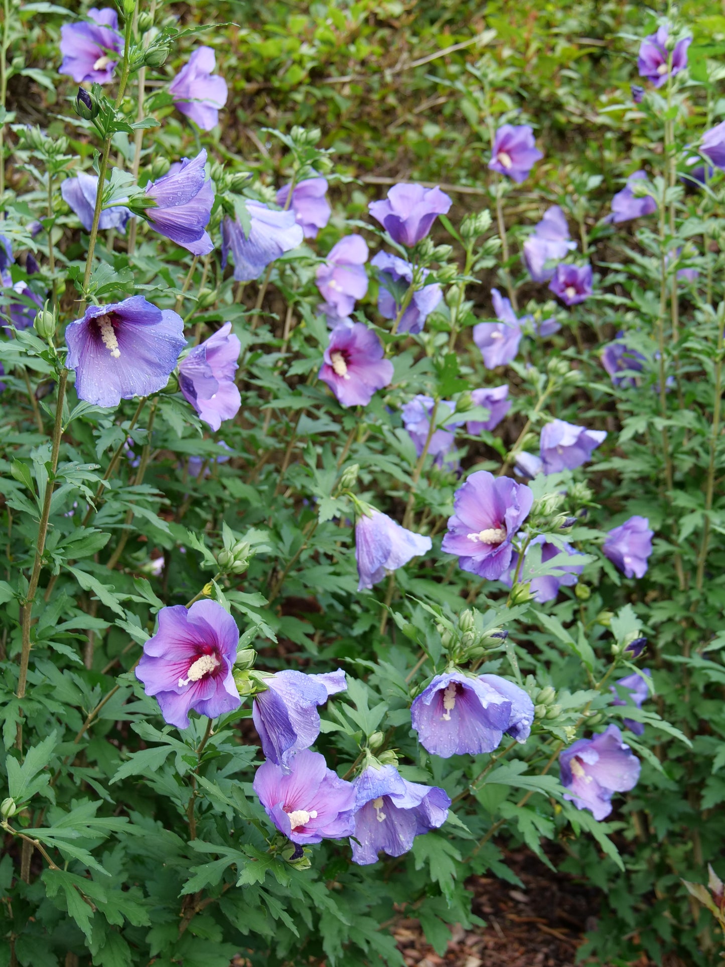 Paraplu Violet® Rose of Sharon flowering in the garden