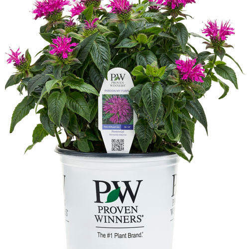 Pardon My Purple Bee Balm in proven winners pot