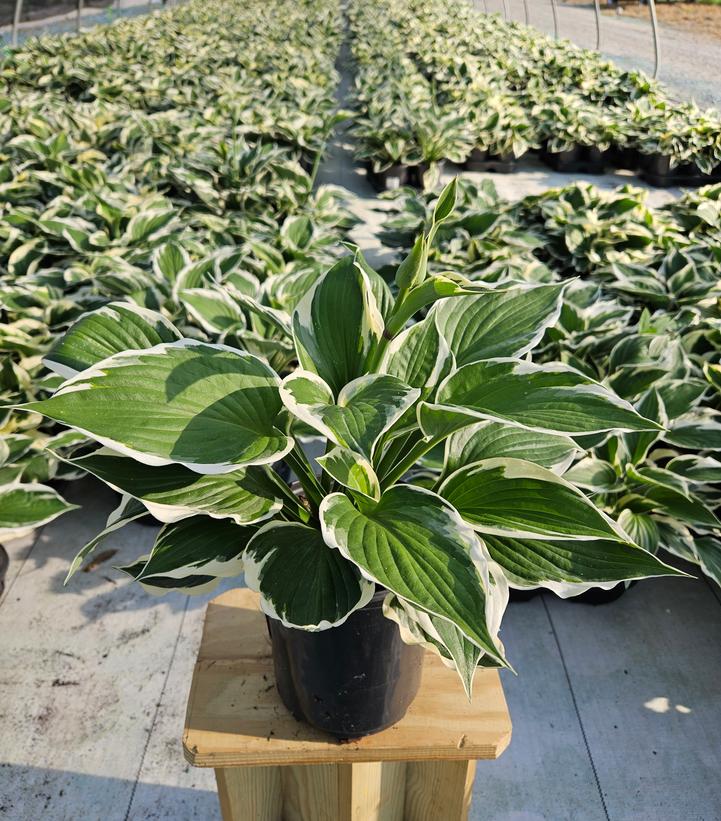 Patriot Hosta perennial in container showing deep green leaves with wide white margins