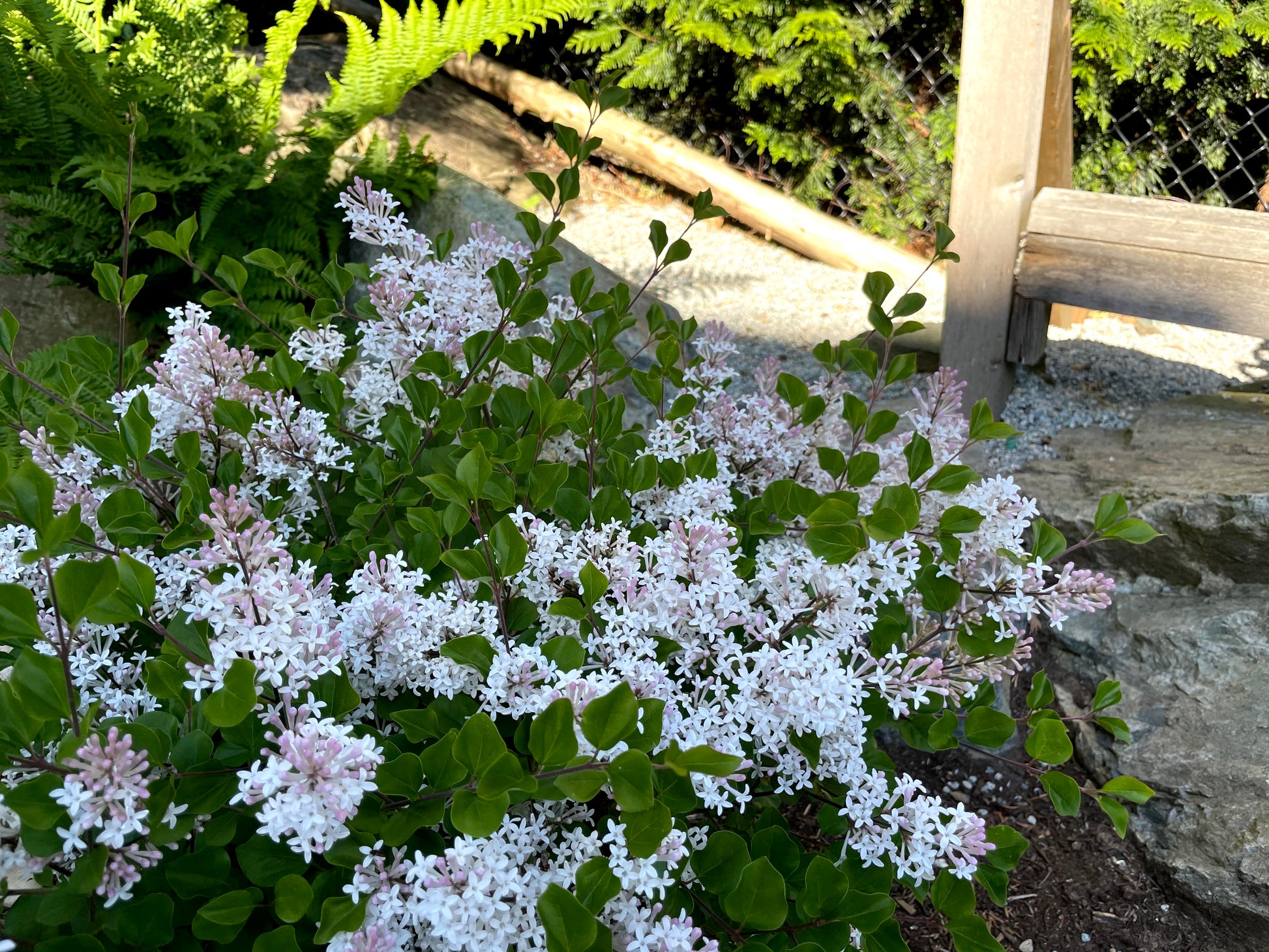 Pearl Potion Lilac flowering
