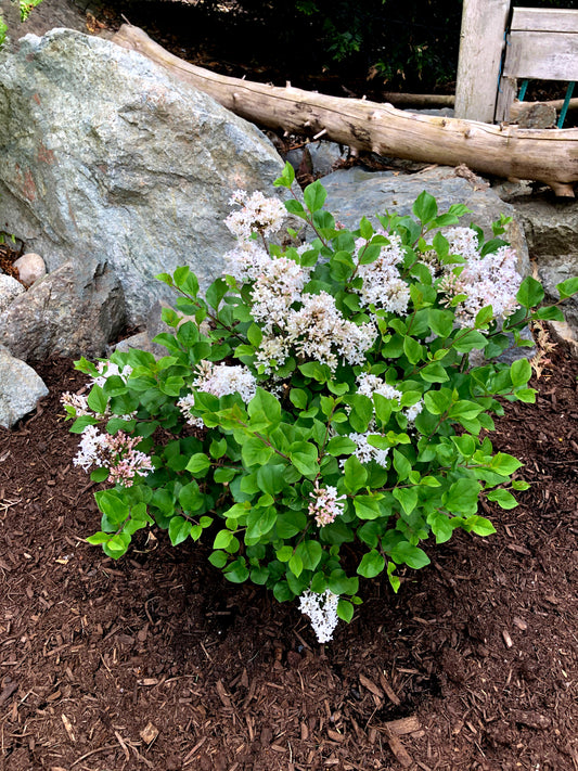 Pearl Potion Lilac growing in the garden
