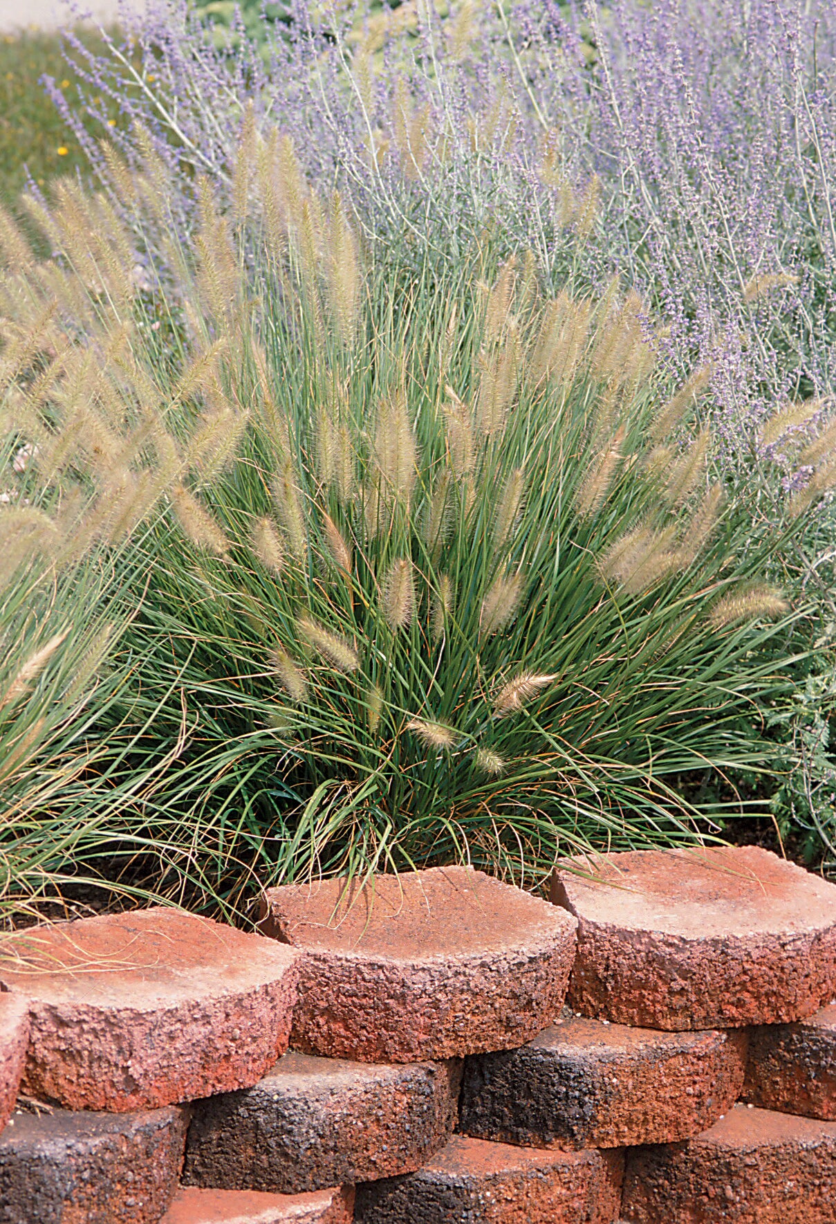 Hameln Dwarf Fountain Grass