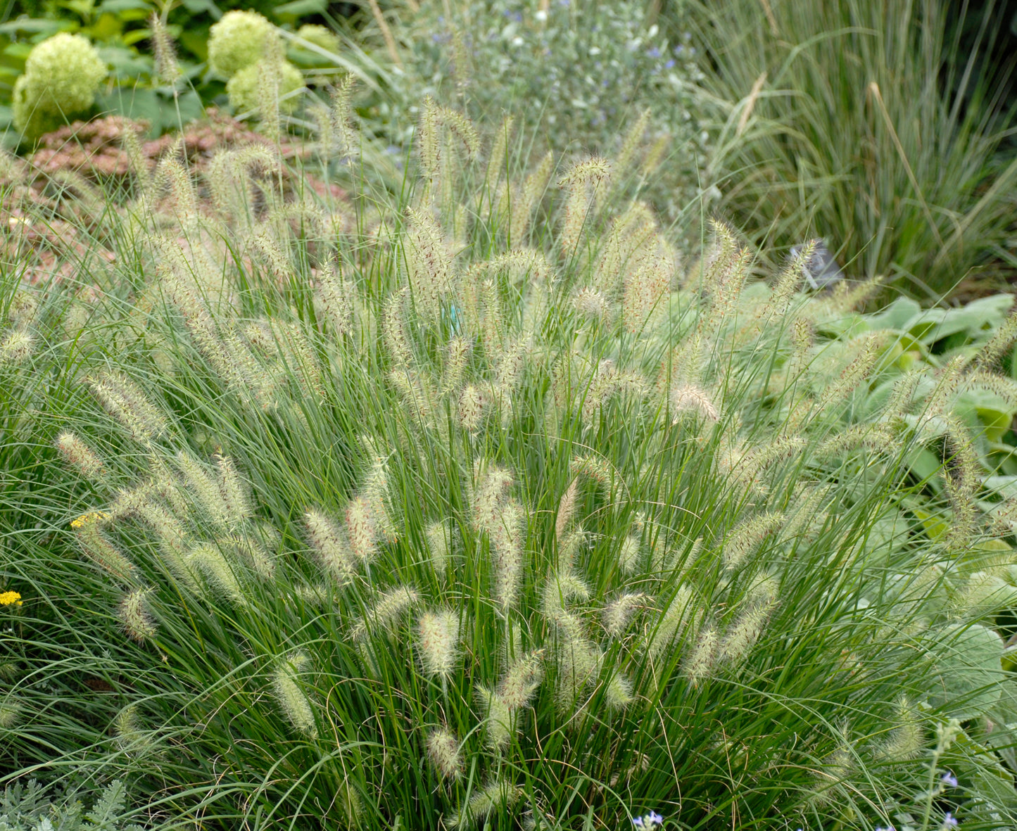 Hameln Dwarf Fountain Grass