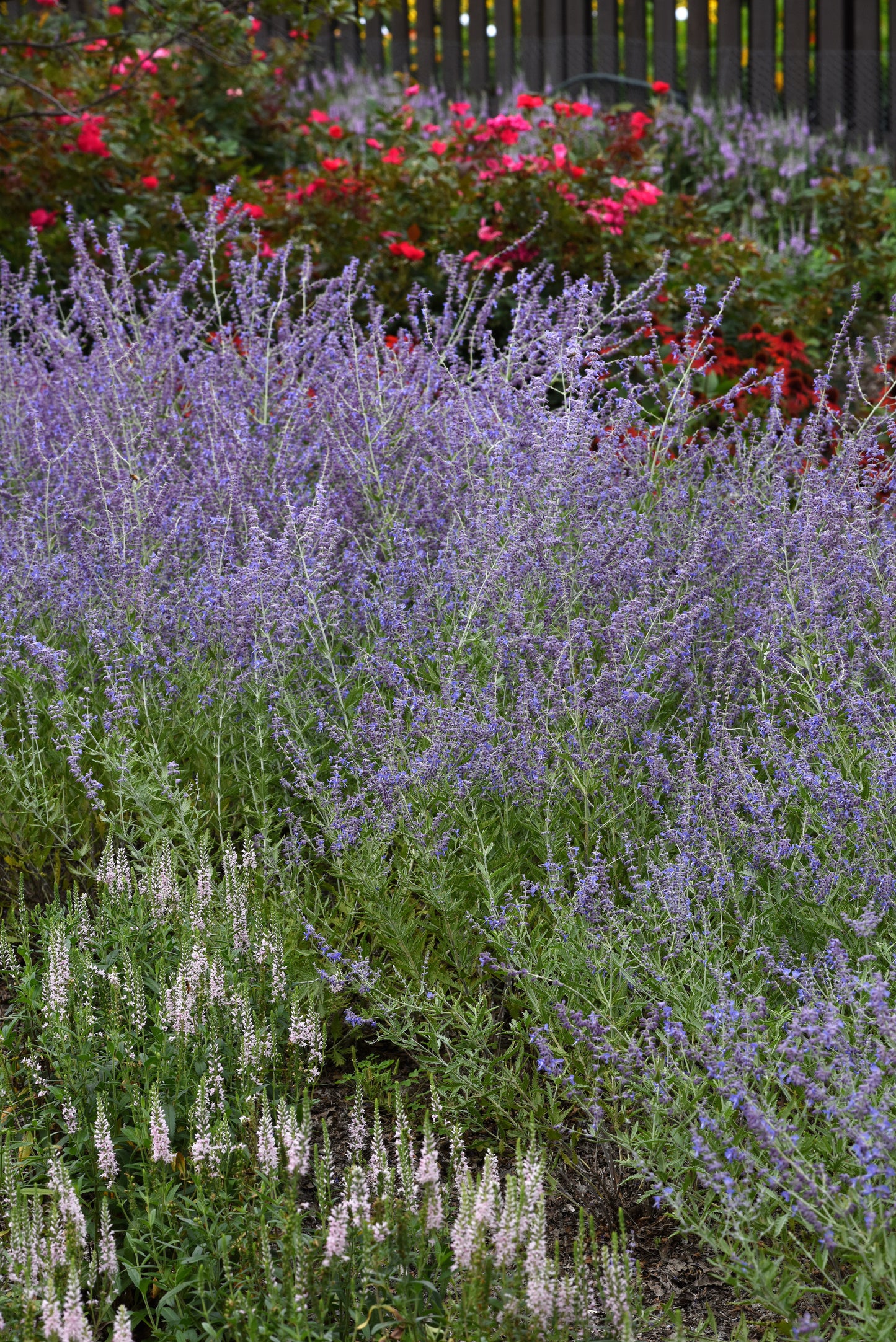 CrazyBlue Russian Sage