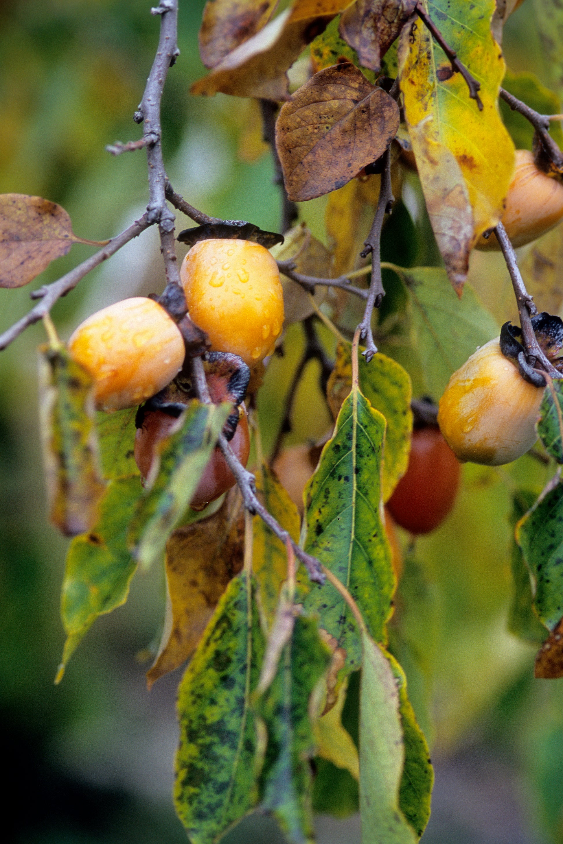 Persimmon Tree fruit