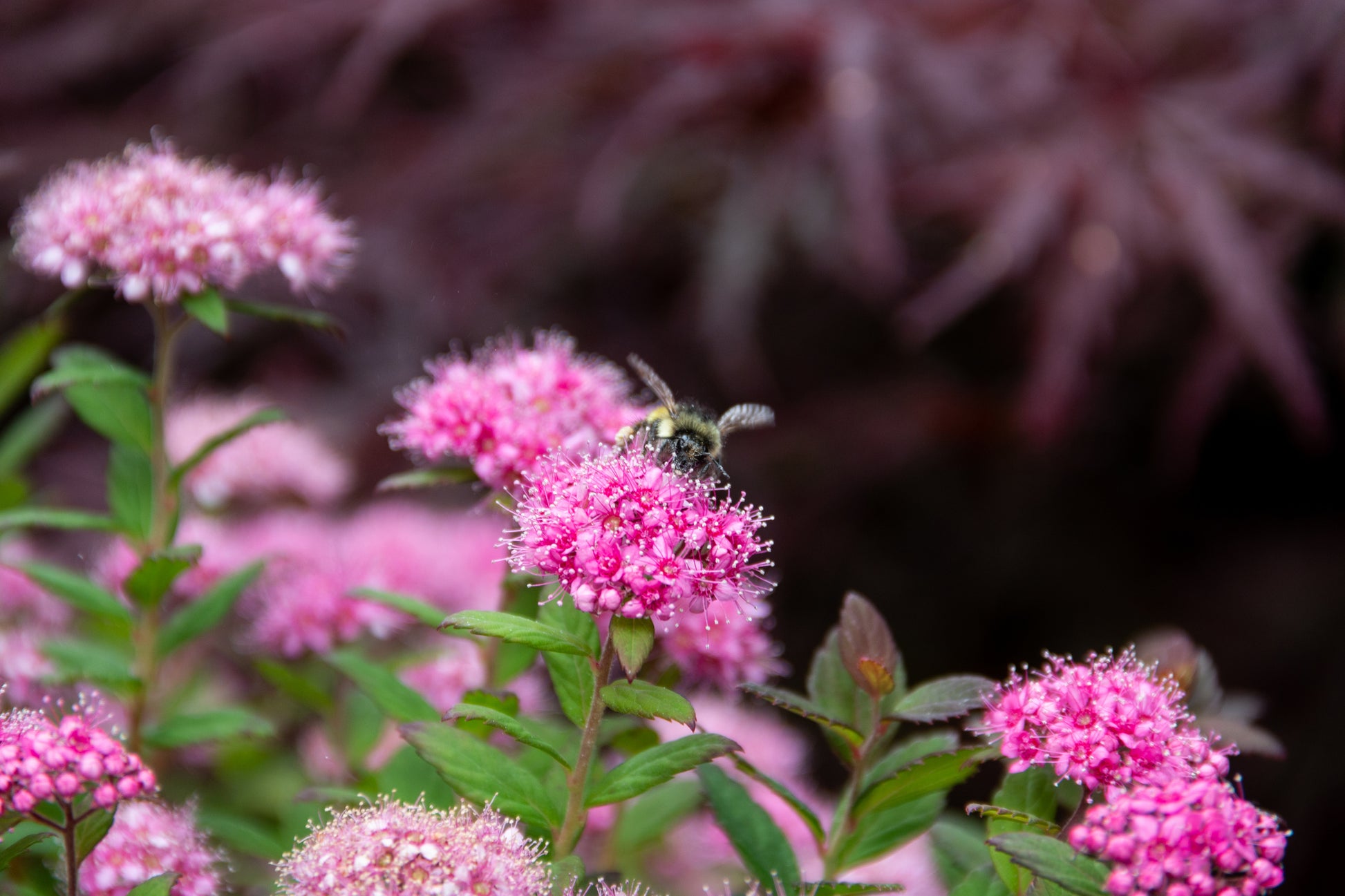 Petite Spirea flower focus with pollinator on it
