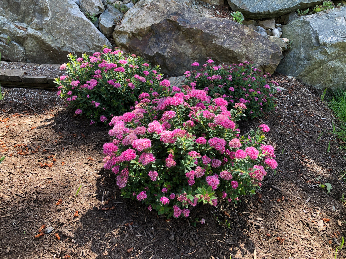 Petite Spirea flowering in the rocky garden