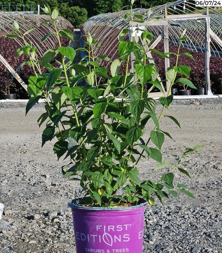 Philadelphus Snow White™