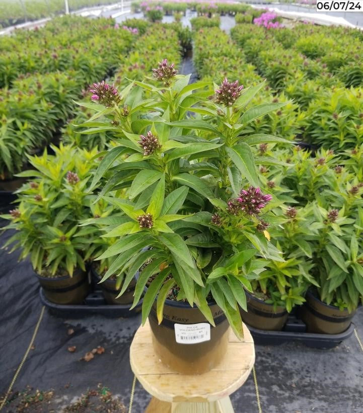 Phlox Volcano® Ruby in nursery