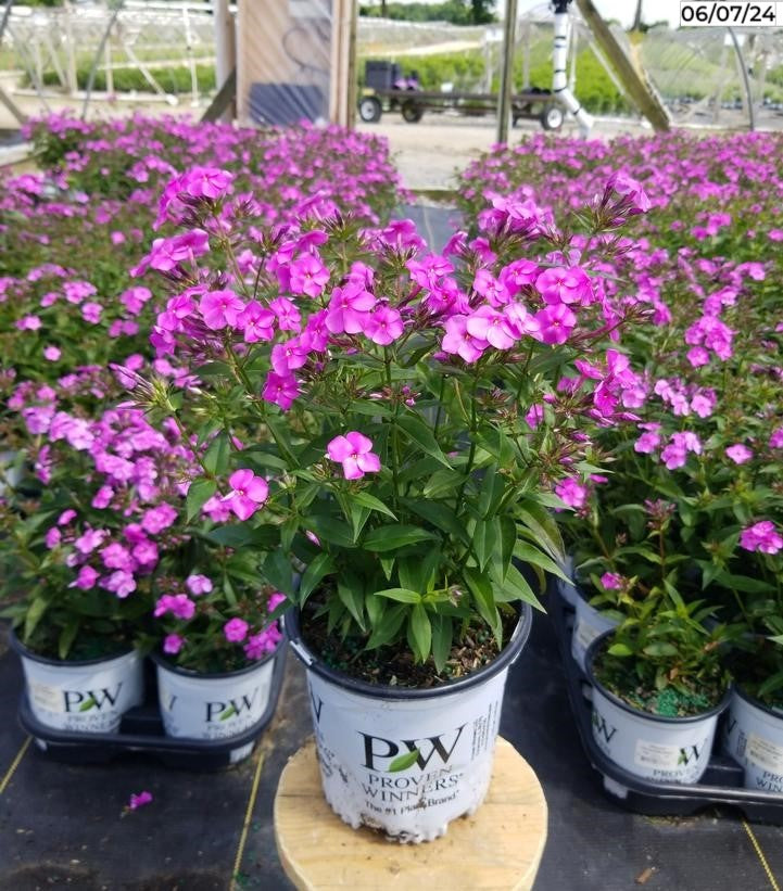 Phlox hybrid Cloudburst