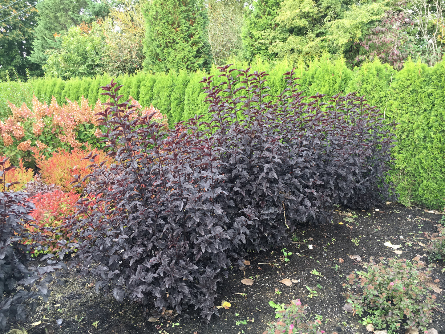 Physocarpus opulifolius Panther®