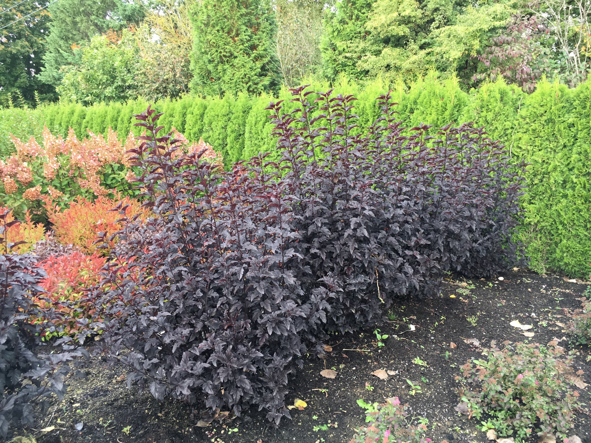 Physocarpus opulifolius Panther®