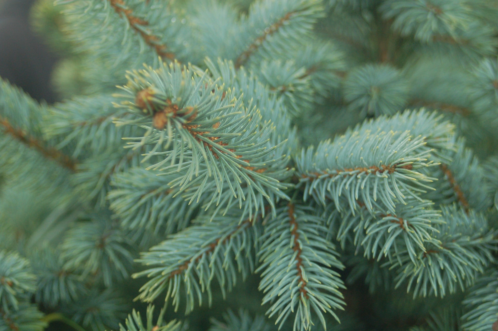 Picea pungens Baby Blue
