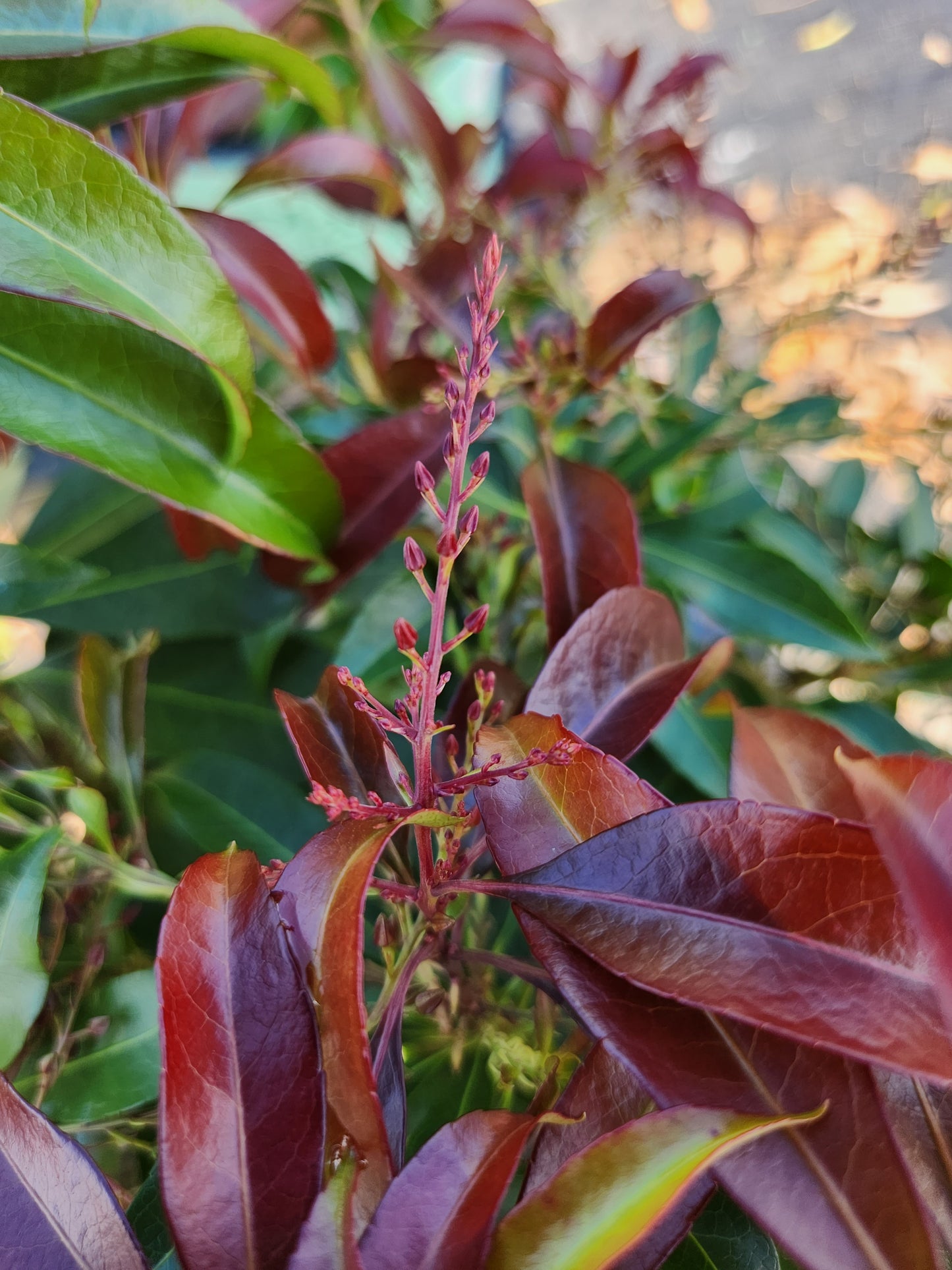 Pieris jap Katsura