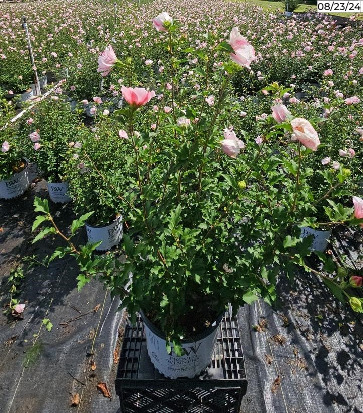 Pink Chiffon Rose of Sharon shrub growing outdoor