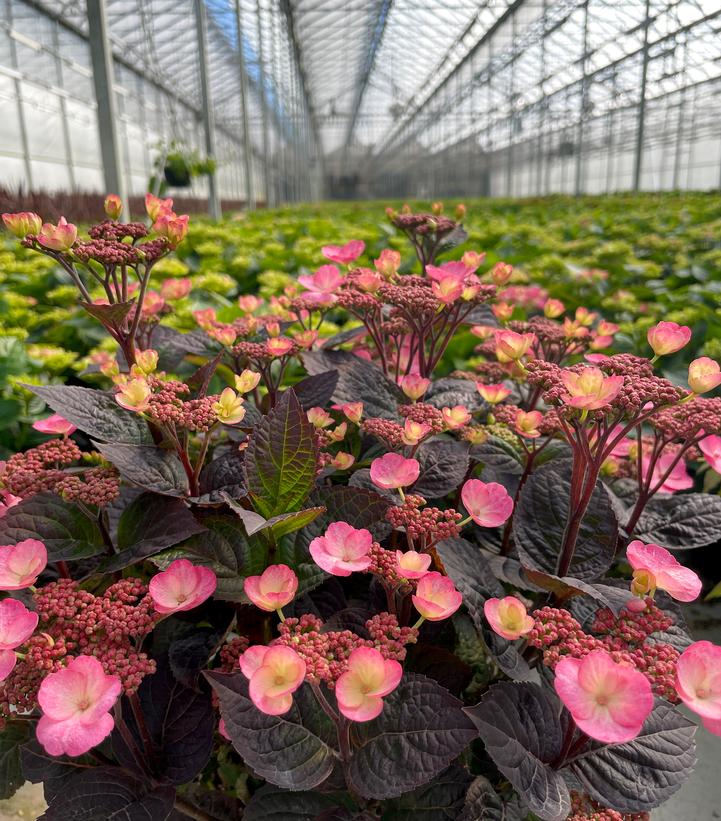 Pink Dynamo™ Mountain Hydrangea flower close up