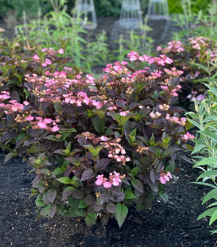 Pink Dynamo™ Mountain Hydrangea flowering in the garden