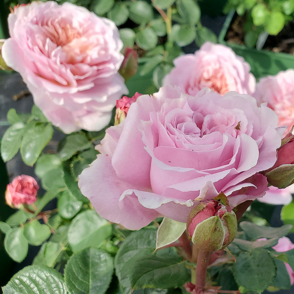 Pink Eustacia Vye rose blooms arranged together