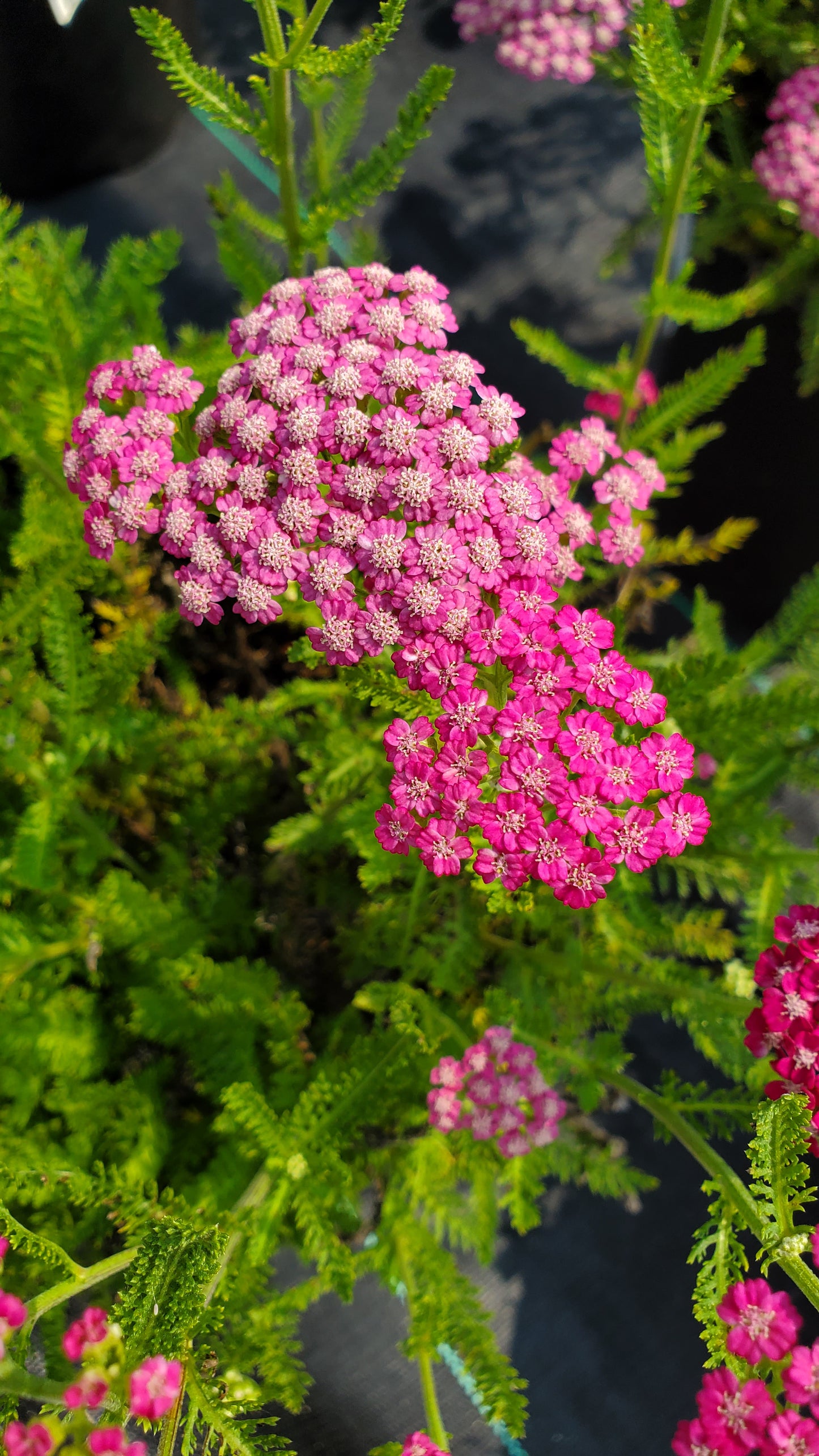 Pink Grapefruit Yarrow flower close up