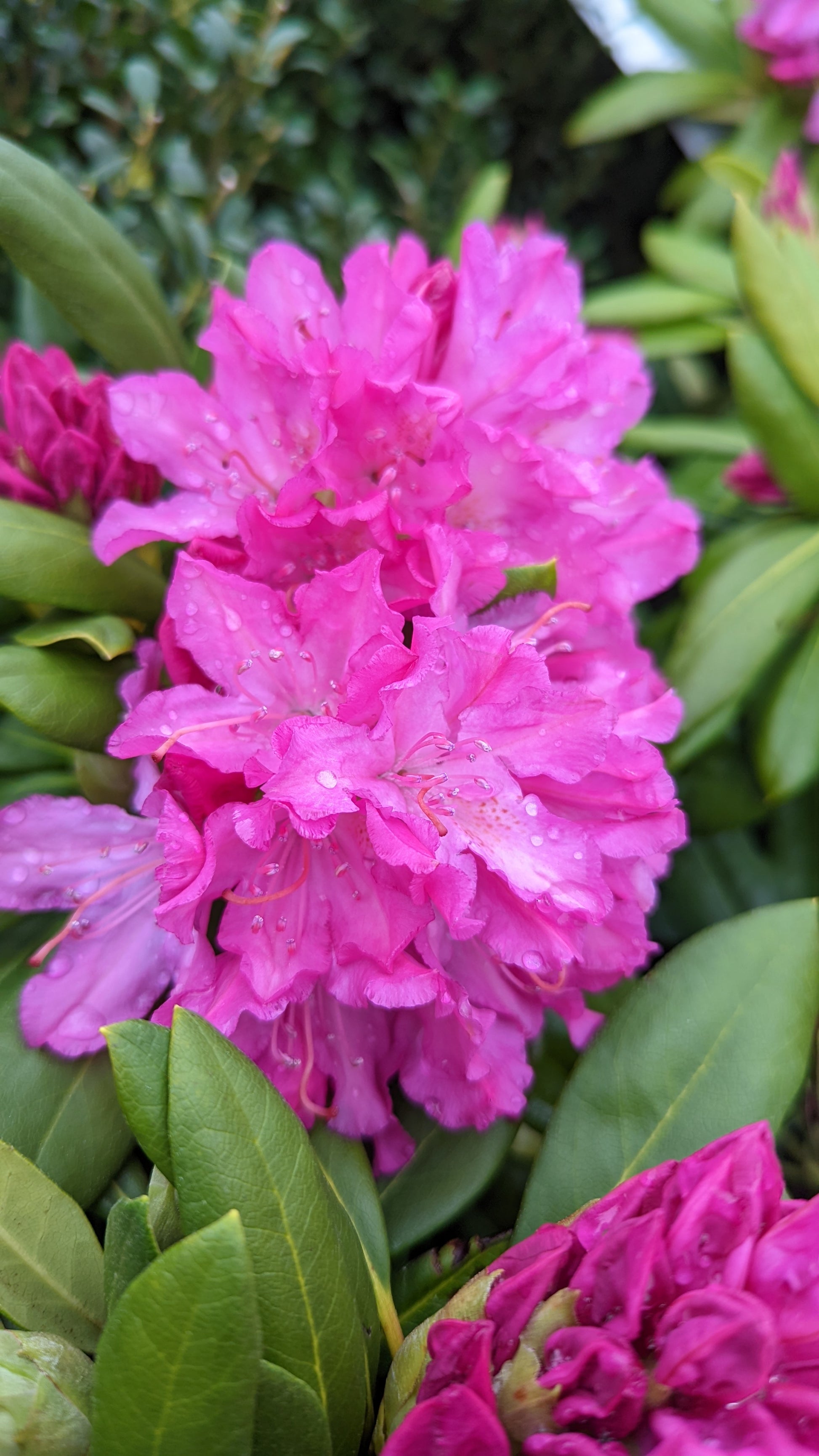 Pink Rosebay Rhododendron flower close up