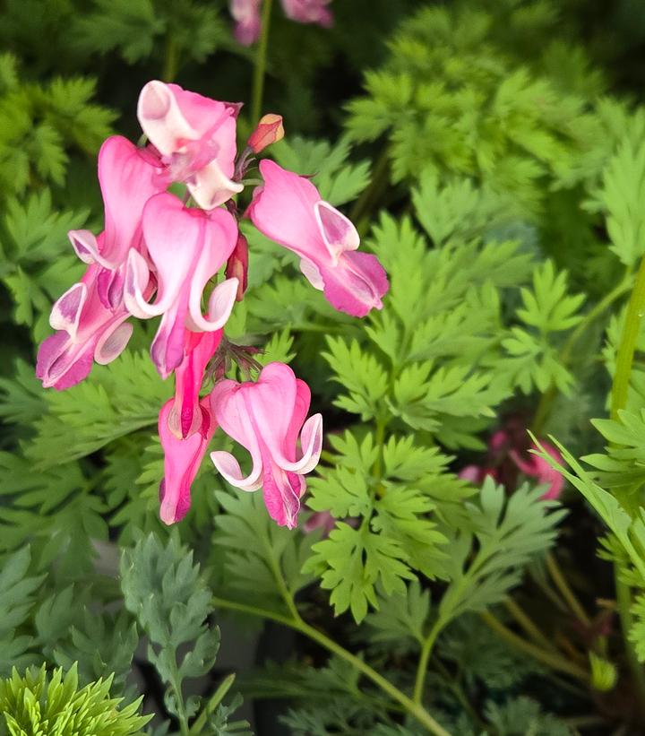 Pink bleeding heart flowers with green leaves in a natural setting