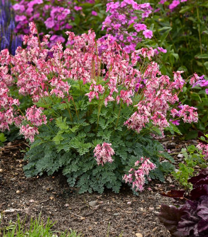 Pink flowering plant with green leaves in a garden setting
