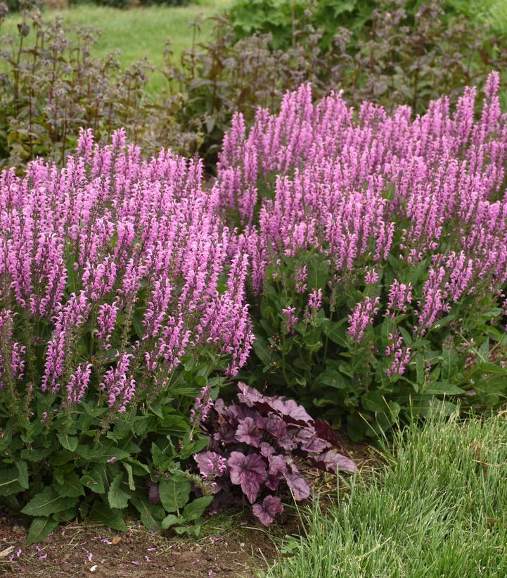 Pink flowering plants in a garden setting with green grass and other plants.
