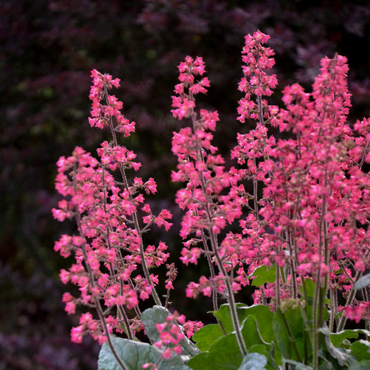 Pink flowering plants with a blurred dark background