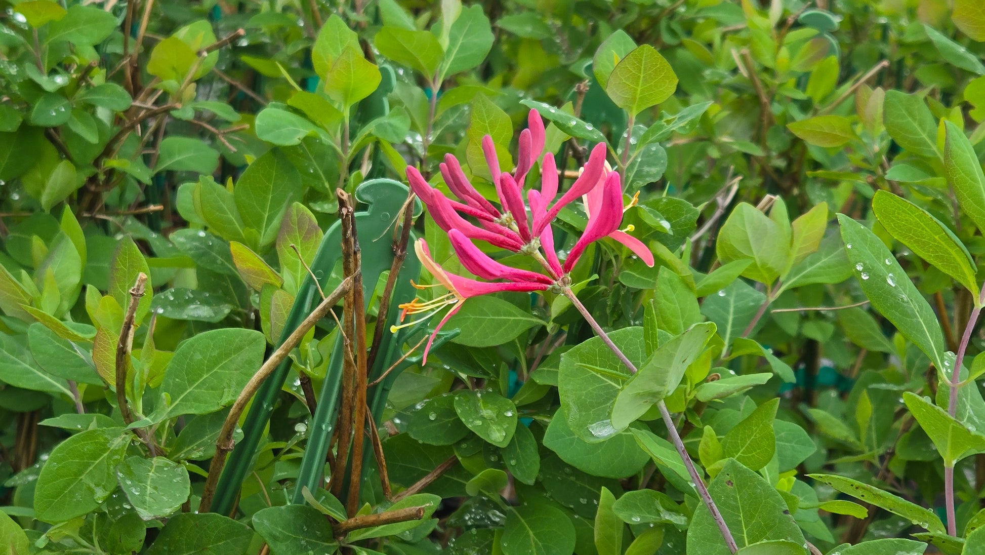 Pink flowers among green leaves