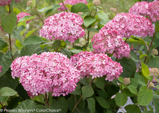 Pink hydrangea flowers with green leaves