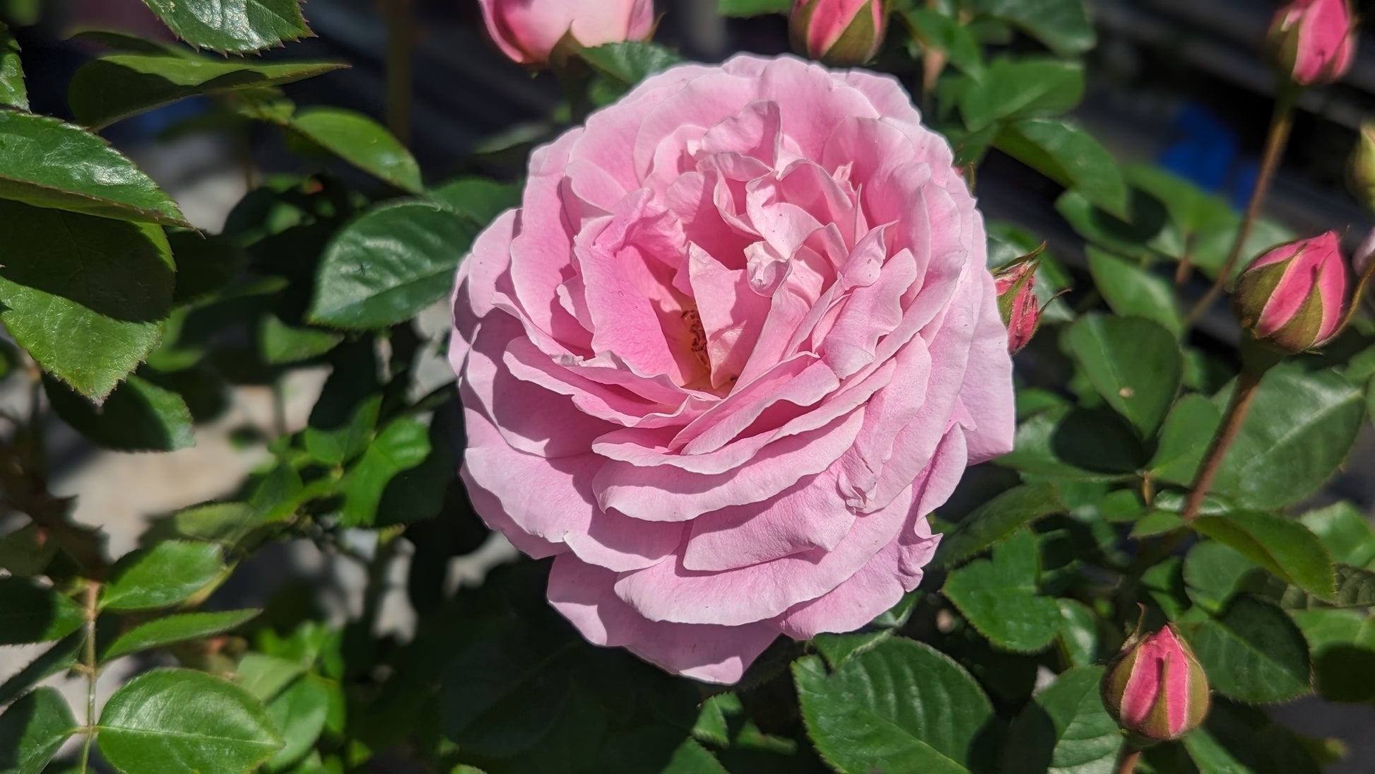 Pink rose with green leaves in a garden setting