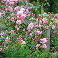 Pink roses in a garden setting