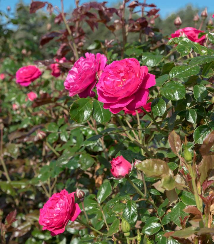 Pink roses with green leaves in a garden setting