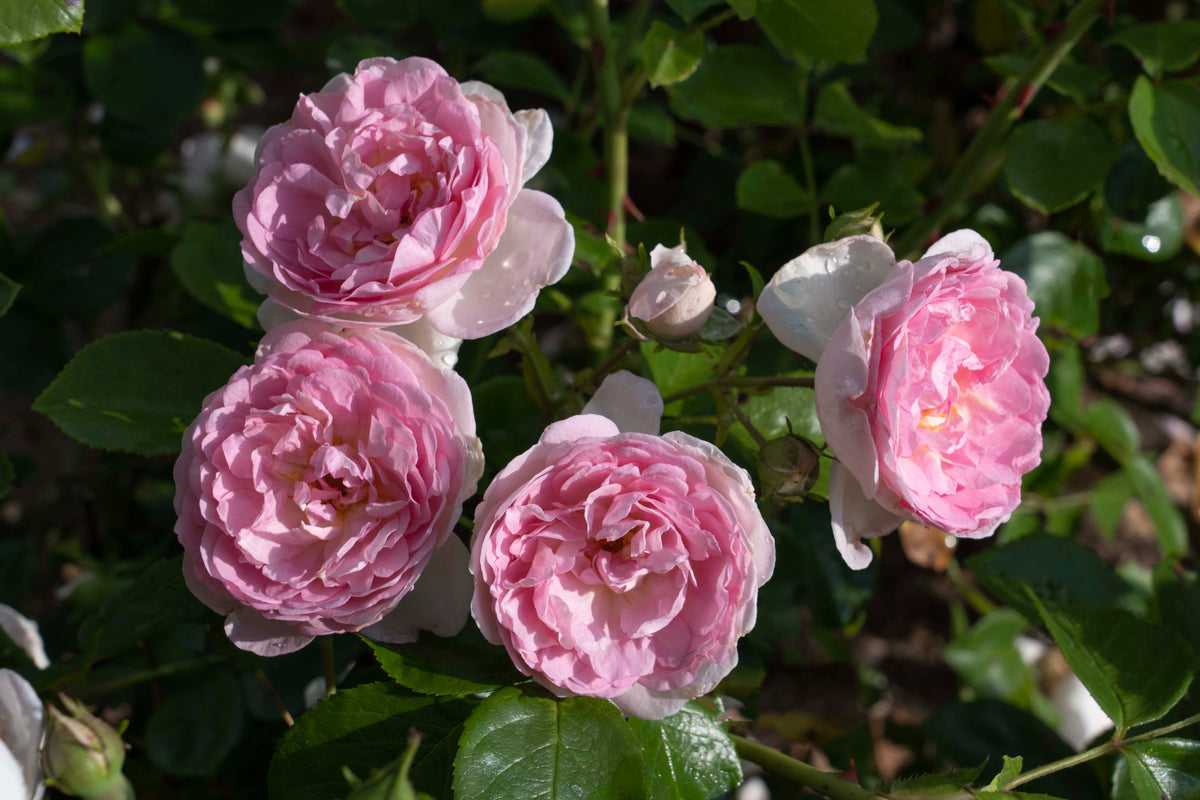 Green Pink Tea Roses Romantica® Ball Gown™ hybrid tea rose – Green Promise Farms