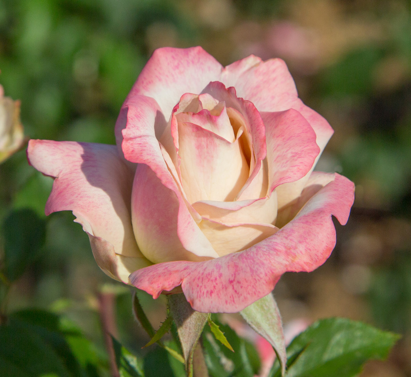 Pinkerbelle™ Rose flower close up