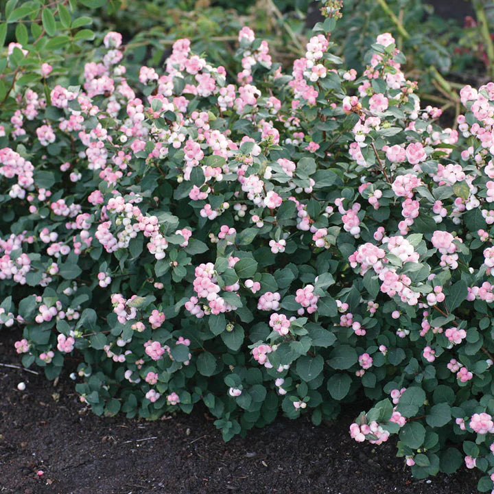 Pinky Promise Snowberry shrub side view
