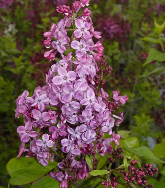 Pocahontas Lilac flower close up