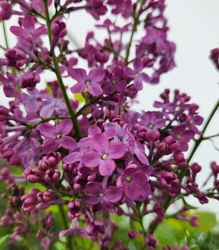 Pocahontas Lilac flower focus