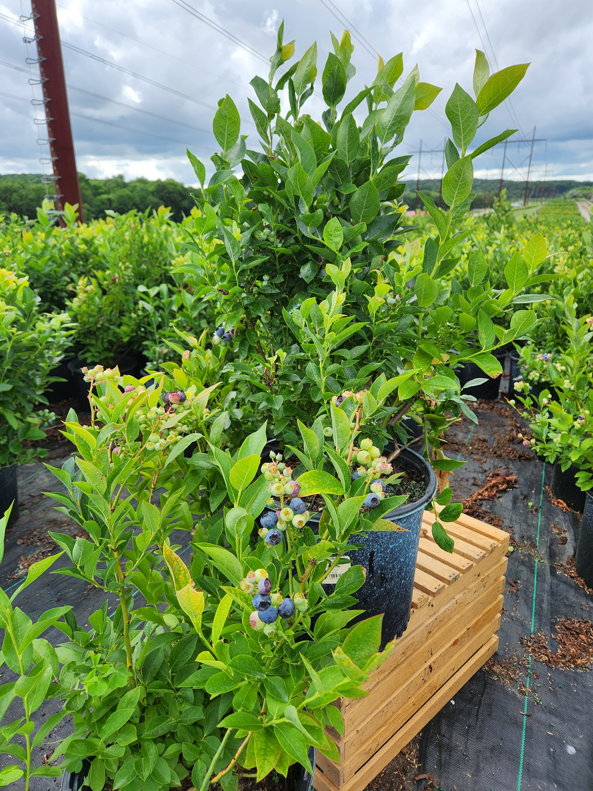 Polaris Blueberry in the garden