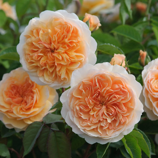 Close-up of Apricot-colored roses with green leaves in the background