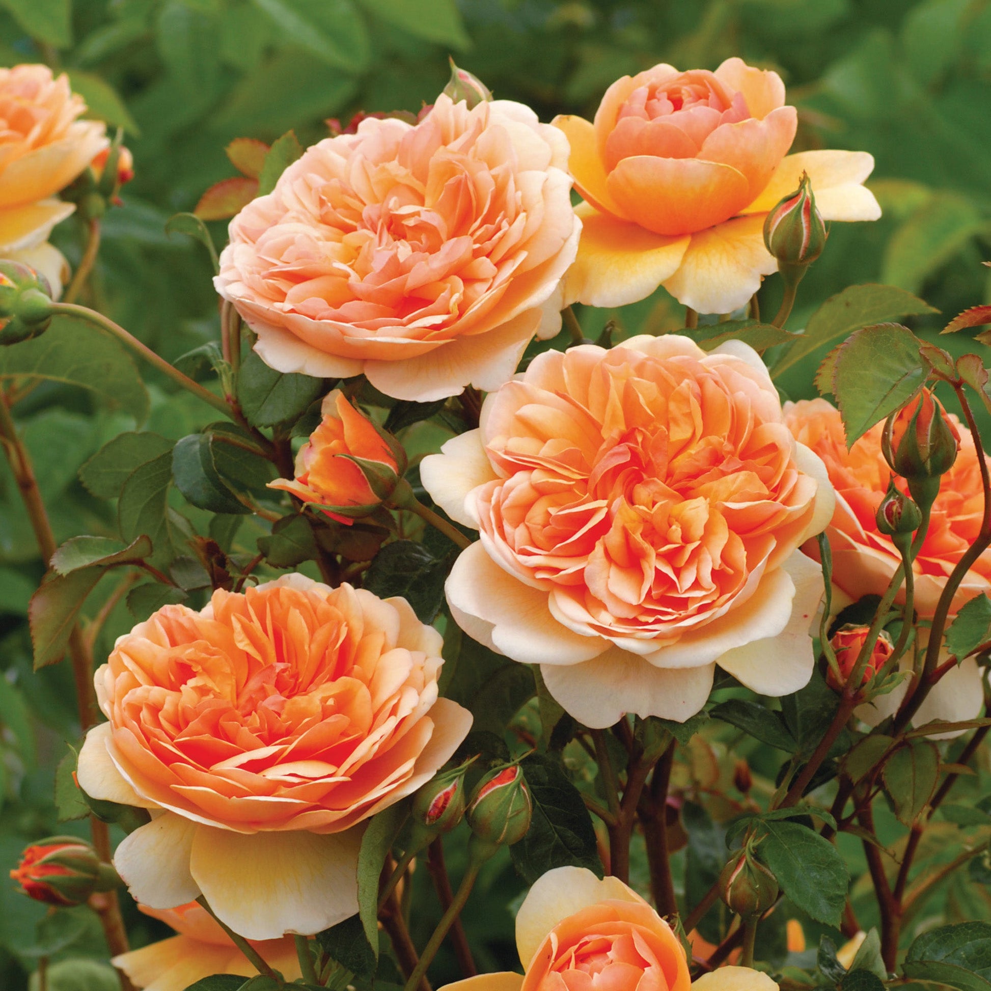 Close-up of Apricot-colored roses Showcasing upright habit with green leaves