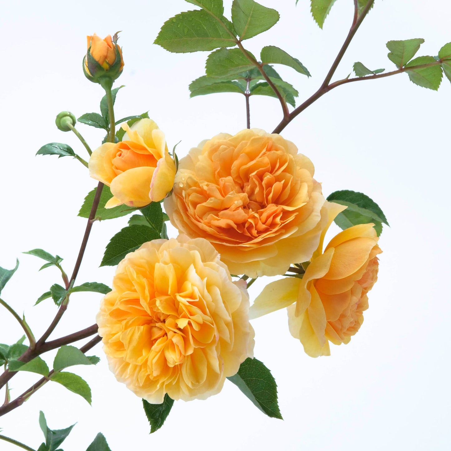 Close-up yellow-orange flowers with green leaves on a white background