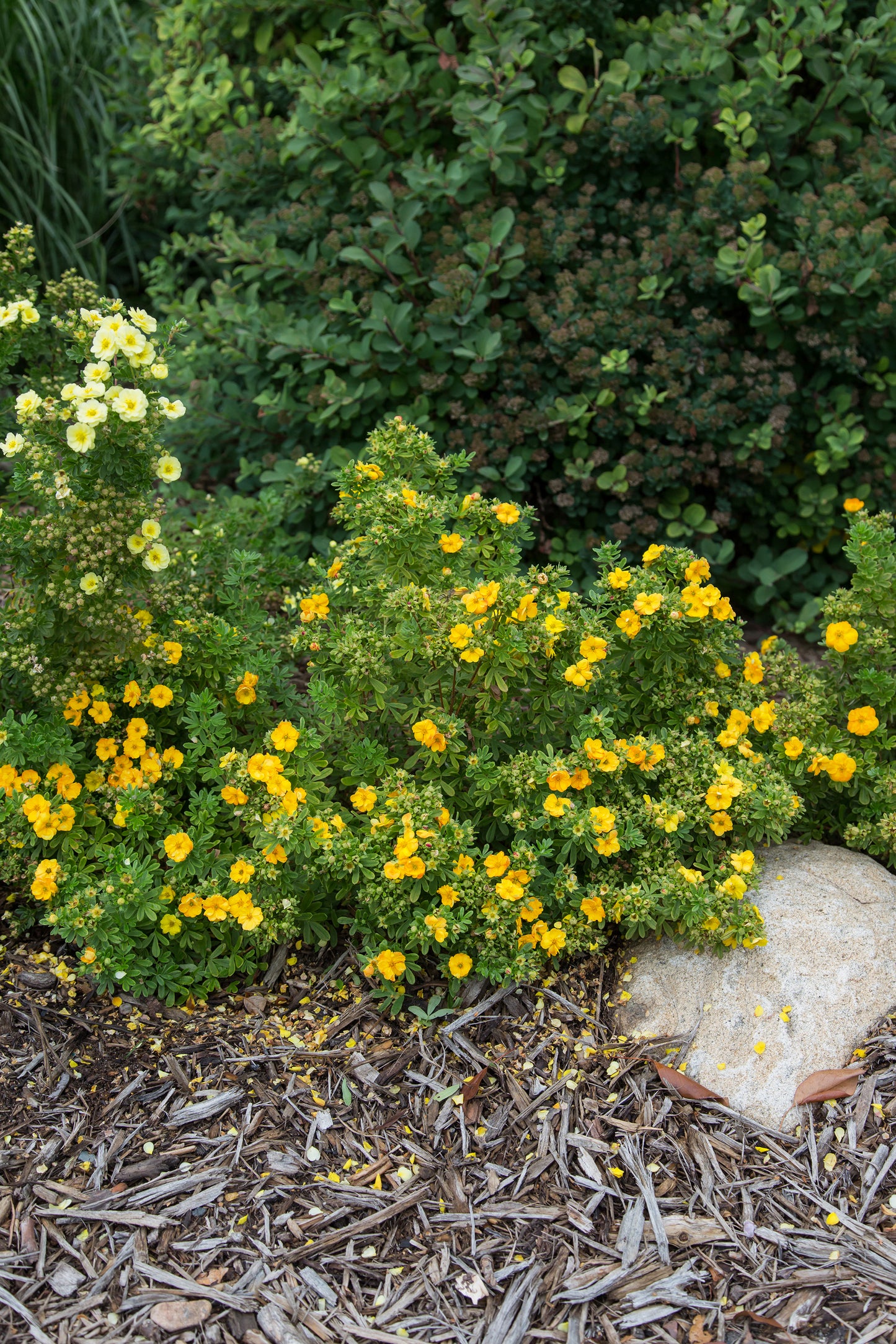 Potentilla fruticosa Marmalade®