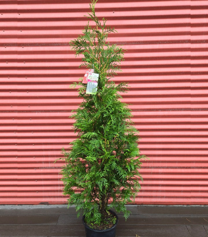 Potted 'American Pillar' Arborvitae against a red corrugated metal background