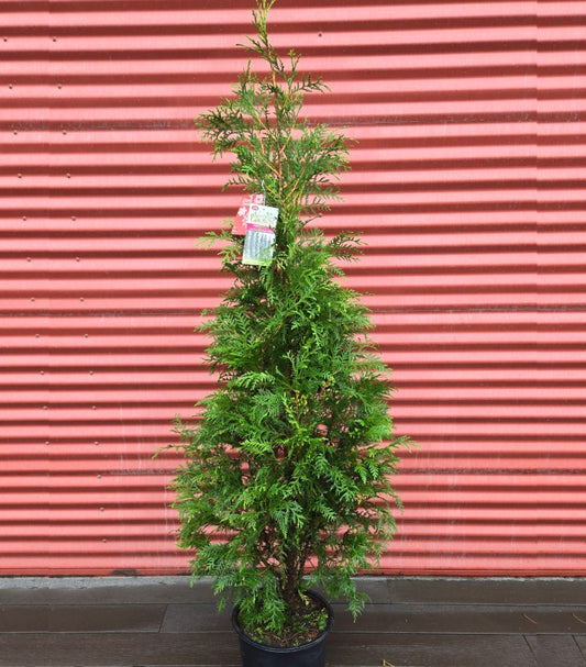 Potted 'American Pillar' Arborvitae against a red corrugated metal background