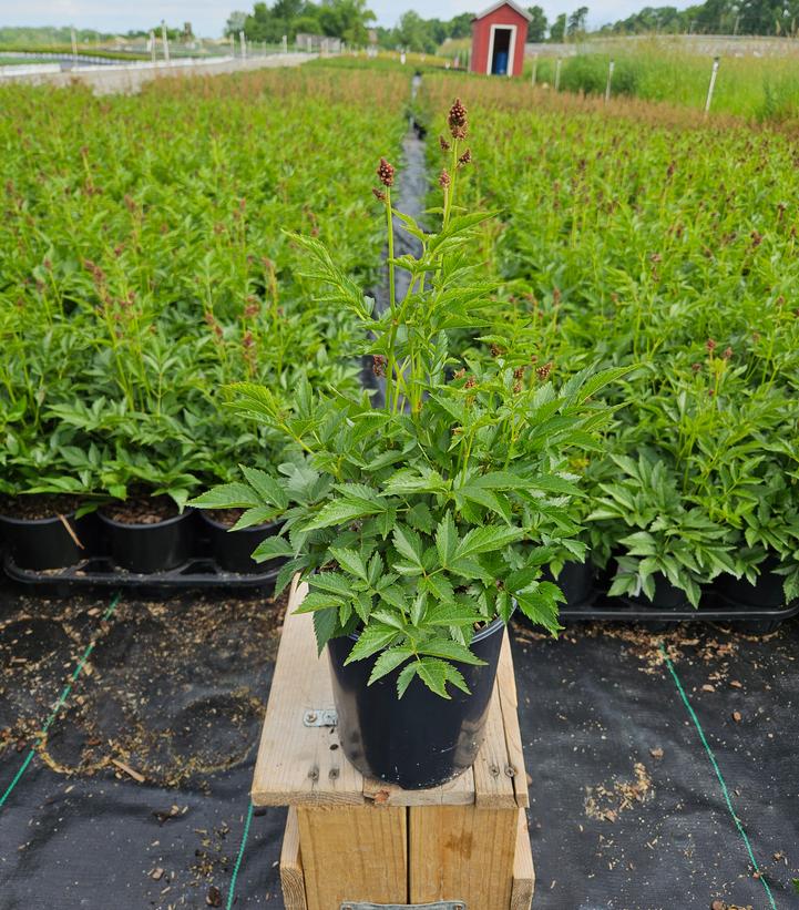Potted Astilbe Peach Blossom showing fern‑like leaves and flower spikes in nursery