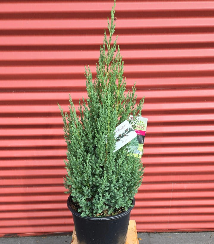 Potted plant with a tag against a red corrugated metal background
