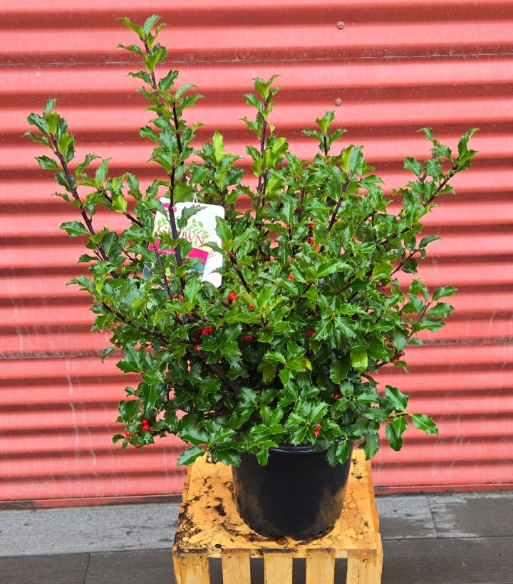 Potted Blue Princess Holly on a wooden stool with a red corrugated metal background
