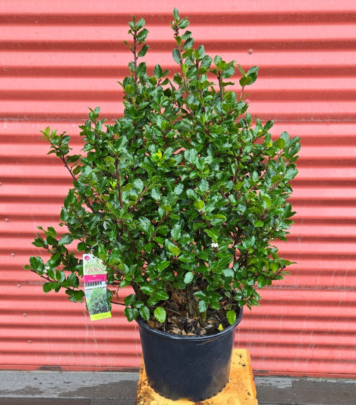 Potted Blue Princess Holly with a red corrugated metal background