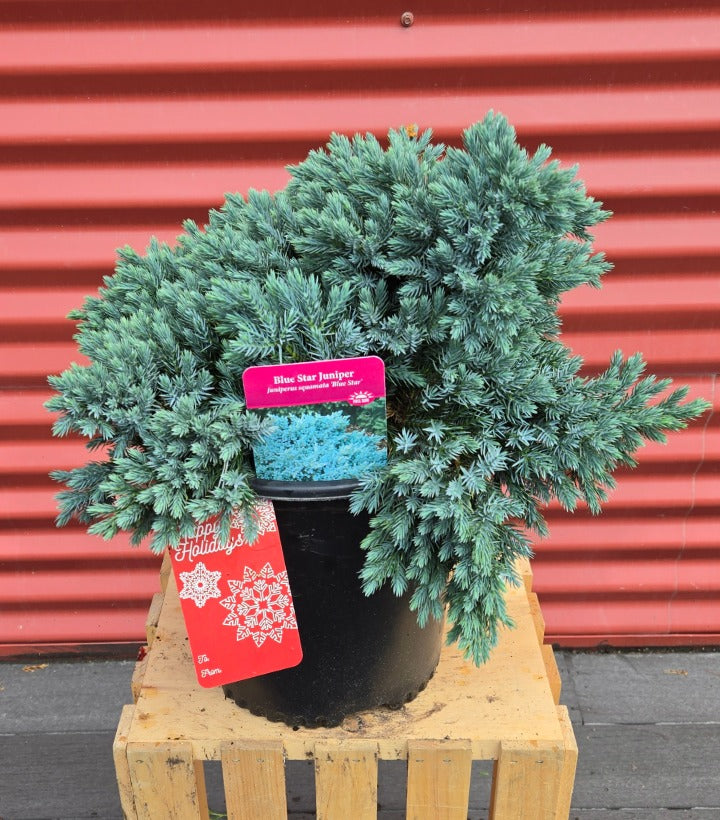 Potted Blue Star Juniper on a wooden pallet with a red corrugated metal background